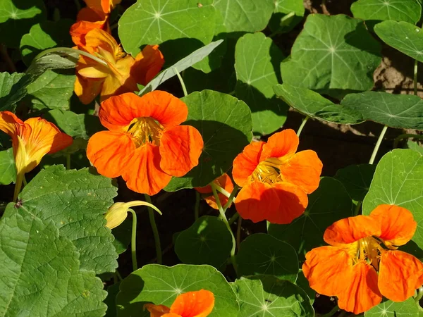 Laranja East Indian Cherry Tropaeolum Majus Com Folhas Verdes Crescendo — Fotografia de Stock