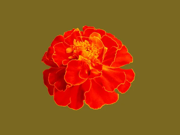 Een Oranje Goudsbloem Tagetes Met Een Gele Rand Bladeren Een — Stockfoto