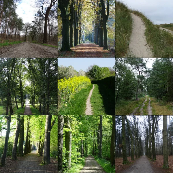 Collage Neuf Sentiers Travers Nature Forêt Les Dunes Les Prairies — Photo