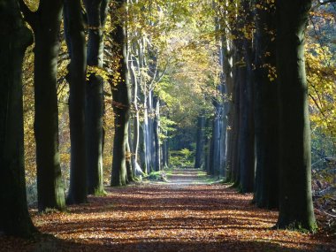 Kayın ağaçları ve dökülen yapraklarla dolu sonbahar ormanında kahverengi, turuncu, sarı, oklu bir patika.