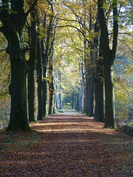 Path Autumn Forest Beech Trees Fallen Leaves Color Brown Orange — Stock Photo, Image