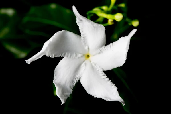 Fehér gardenia — Stock Fotó