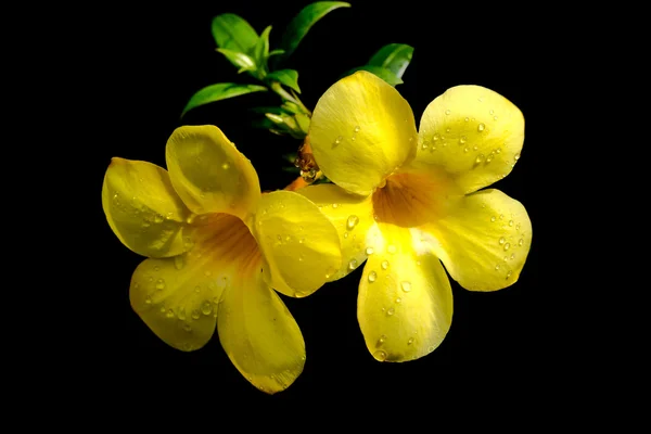 Sárga Allamanda — Stock Fotó