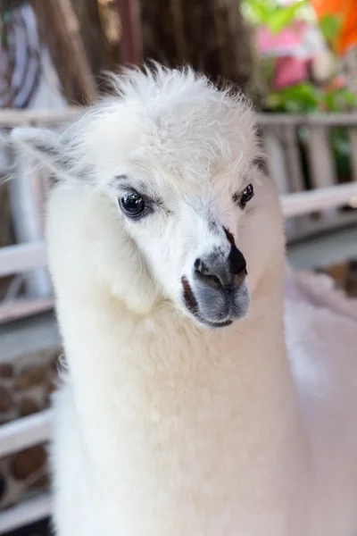 Bílého alpaky v zoo — Stock fotografie