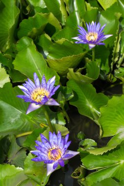 Arı ile renkli lotus