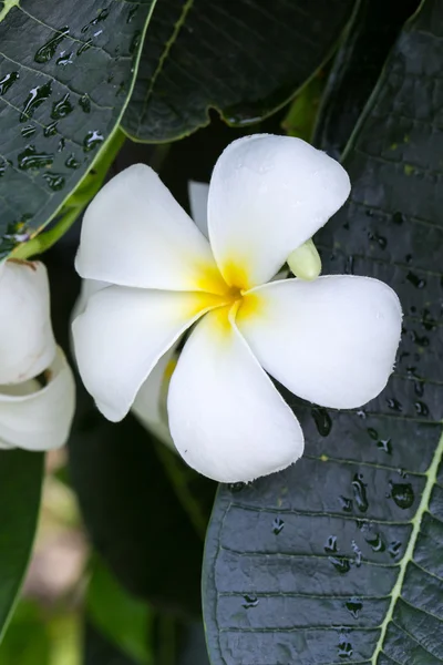 สีขาว Frangipani — ภาพถ่ายสต็อก