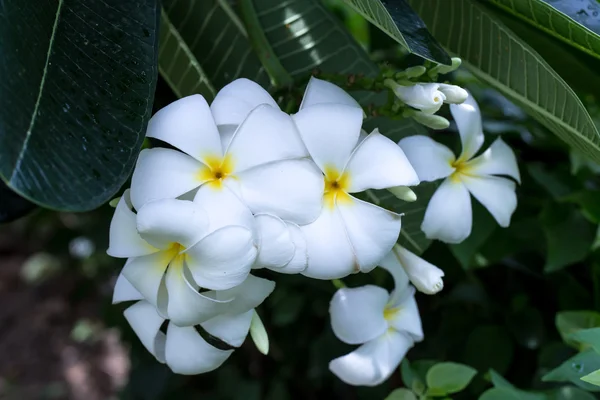 Fehér frangipani — Stock Fotó