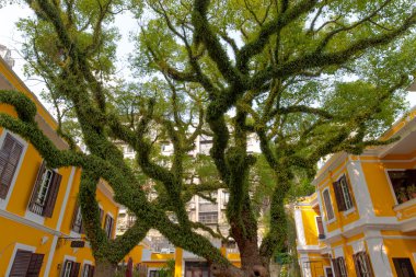 Makao, Çin: 16 Ekim 2014: çok büyük yeşil ağaç standı