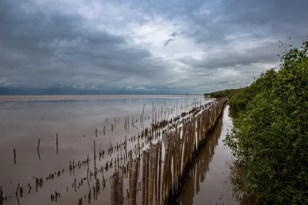 Bamboo erosion protection line from sea water to land