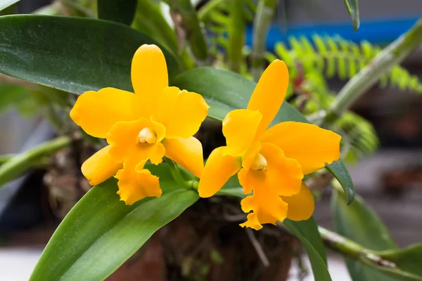 Orquídea amarela — Fotografia de Stock