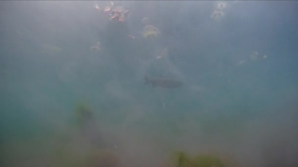 Carpa de hierba Ctenopharyngodon Idella peces de agua dulce — Vídeo de stock