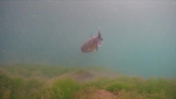 Carpa de hierba Ctenopharyngodon Idella peces de agua dulce — Vídeos de Stock