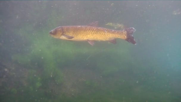 Carpa de relva Ctenopharyngodon Idella peixe de água doce — Vídeo de Stock