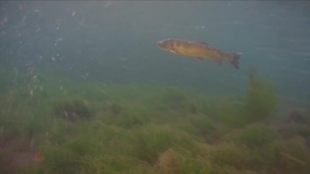 Grass carp Ctenopharyngodon Idella прісноводна риба — стокове відео