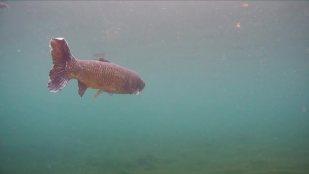 Grass carp Ctenopharyngodon Idella freshwater fish — 비디오