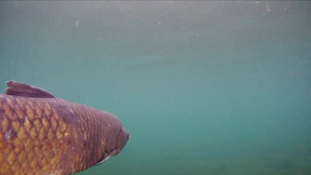 Grass carp Ctenopharyngodon Idella прісноводна риба — стокове відео