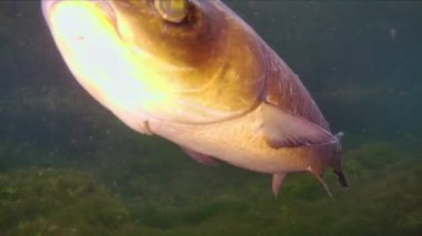 Çimen sazanı Ctenopharyngodon Idella tatlı su balığı