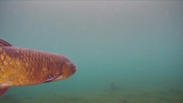 Carpa d'erba Ctenopharyngodon Idella pesce d'acqua dolce — Video Stock