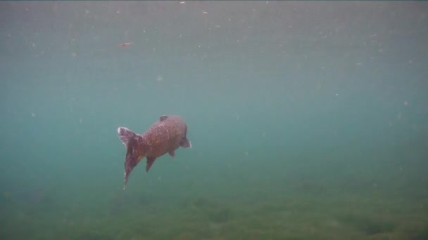 Grass carp Ctenopharyngodon Idella прісноводна риба — стокове відео