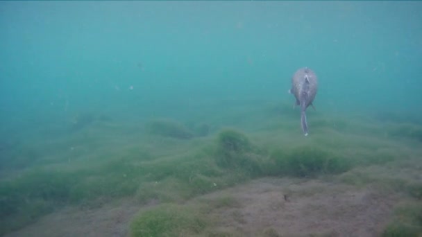 Grass carp Ctenopharyngodon Idella прісноводна риба — стокове відео