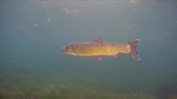 Graskarpfen Ctenopharyngodon Idella Süßwasserfische — Stockvideo