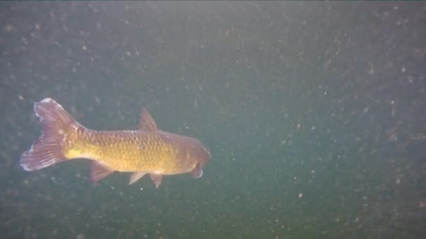 Grass carp Ctenopharyngodon Idella прісноводна риба — стокове відео