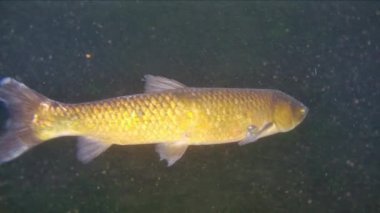 Çimen sazanı Ctenopharyngodon Idella tatlı su balığı