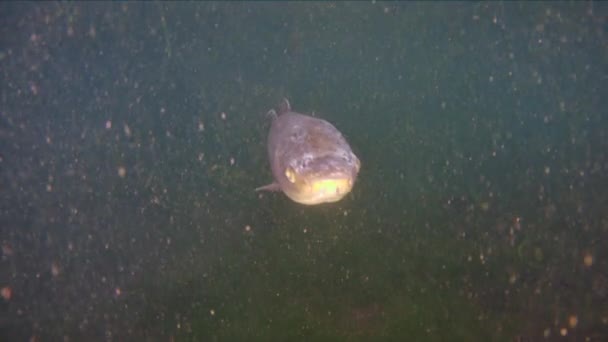 Karp trawiasty Ctenopharyngodon Idella ryby słodkowodne — Wideo stockowe