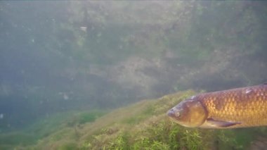 Çimen sazanı Ctenopharyngodon Idella tatlı su balığı