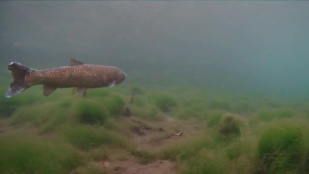 Grass carp Ctenopharyngodon Idella freshwater fish — 비디오