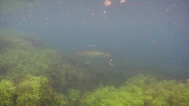 Barbillon commun, Barbus Barbus poissons d'eau douce — Video