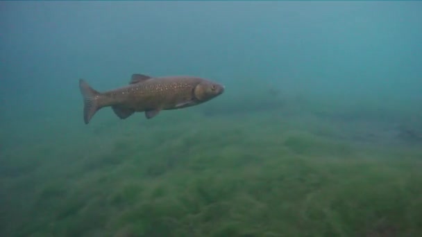 Mouflon commun Squalius Cephalus poisson d'eau douce — Video