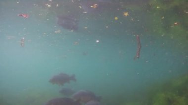 Yaygın sazan balığı Cyprinus carpio tatlı su balıkları