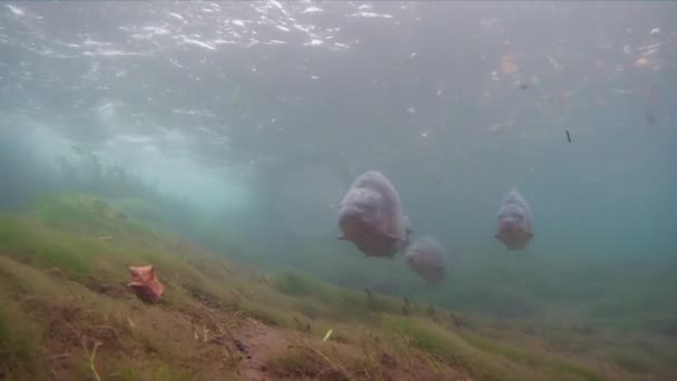 커 먼 잉어 (Cyprinus carpio) 민물 물고기 — 비디오