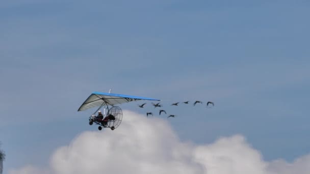 Gros plan d'un aéronef léger volant en formation avec un troupeau d'oiseaux rares — Video