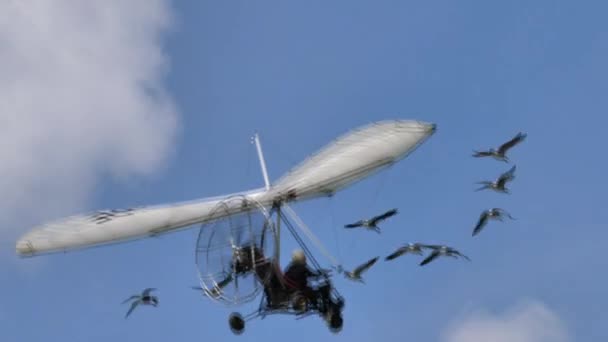 Deslumbrante asa delta motorizada em voo em formação com aves migratórias raras — Vídeo de Stock