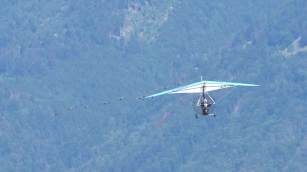 Deltaplane motorisé en vol avec de rares espèces vulnérables d'oiseaux migrateurs — Video