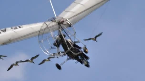 Zeldzame scène over de bescherming van het milieu op aarde. Vogels in vlucht met een ultralicht — Stockvideo