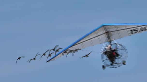 Moullec 'in ünlü kuşçusu bir kuş sürüsüyle uçuyor. — Stok video