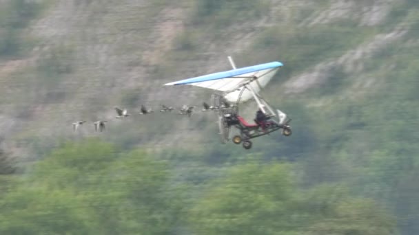 Moullec berühmter französischer Ornithologe im Flug mit einem Schwarm seltener Vögel — Stockvideo