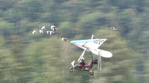 Муллек, відомий француз, летить з зграєю рідкісних птахів. — стокове відео