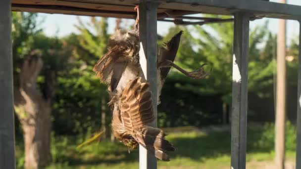 A dead bird is eaten by wasps in timelapse. Nature and animals footage — Stock Video