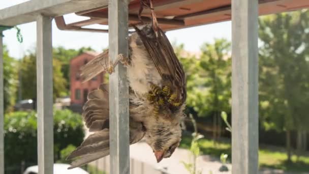 Corps mort d'un petit oiseau, un moineau brun, mangé par des guêpes — Video
