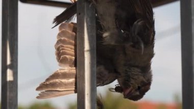 Eşek arıları tarafından yenen bir kuşun cesedine yakın çekim