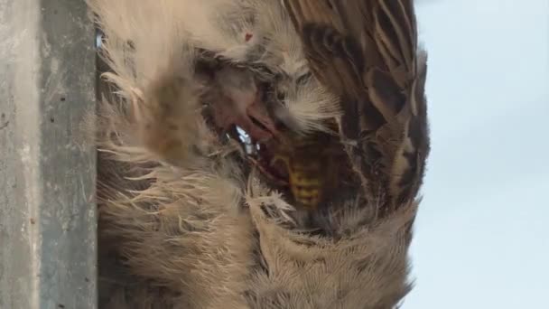 スズメバチなどの昆虫に食べられる小さな茶色の鳥の死体の閉鎖 — ストック動画