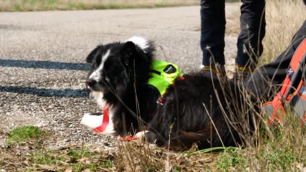 Search and rescue dog resting on the ground with trainer — Stock Video