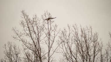 Ontario Kanada 'da karlı ve soğuk kış gününde kızıl kuyruklu şahin. Mavi gökyüzü ve karla kaplı ağaç.