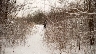 Karla kaplı ormanda yürüyen bir adam. Ontario Kanada 'da soğuk kış günü. Ormanı çevreleyen açık kahverengi ağaçlar