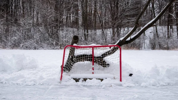 Mini hockey net perched against large tree branch. Ontario, Canada hockey rink on frozen pond. — Stock Photo, Image