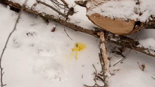 Yellow snow on snow covered ground near tree stumps. Dog pee in the snow. — Stock Photo, Image